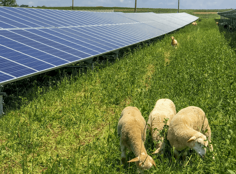 solar-grazing.png